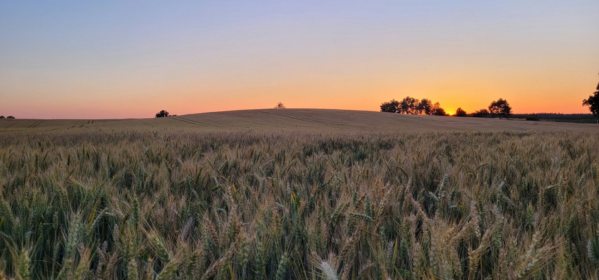 Campo di grano al tramonto